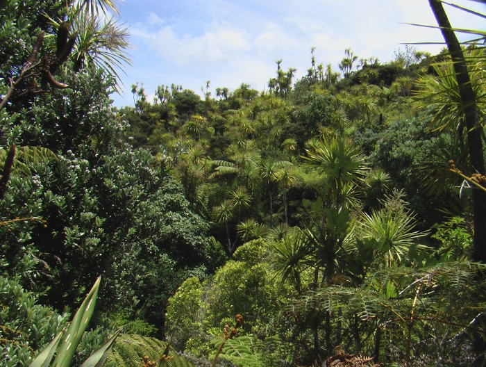 Tiritiri Matangi